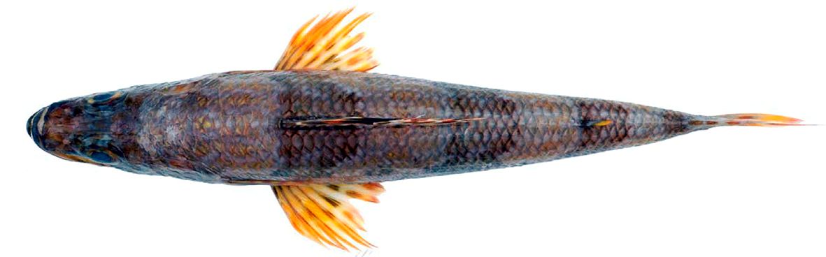 Aulopus filamentosus_03.jpg